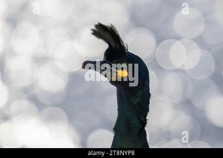 Shag commun (Phalacrocorax aristotelis), Portr, Hornoya Island, Hornoya, Vardo, péninsule de Varanger, Troms og Finnmark, Norvège Banque D'Images