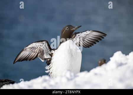 guillemot commun (Uria aalge) aux ailes déployées, île Hornoya, Hornoya, Vardo, péninsule de Varanger, Troms og Finnmark, Norvège Banque D'Images