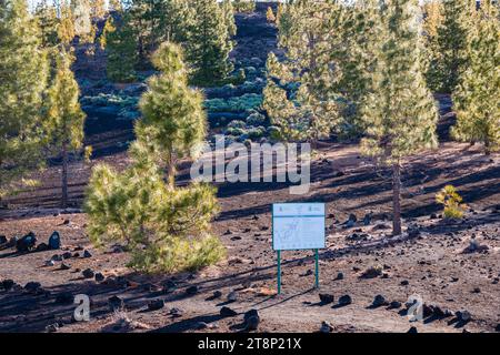 Pins des Canaries (Pinus canariensis), Mirador de Chio, Parc National du Teide, Tenerife, Îles Canaries, Espagne Banque D'Images