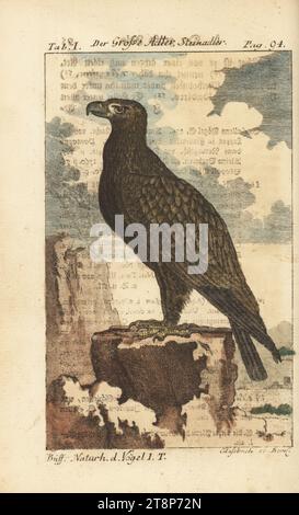 Aigle royal, Aquila chrysaetos. Der grosse Adler, Steinadler, l'aigle royal, Falco chrysaetos. Gravure sur cuivre colorée à la main de Christian Benjamin Glassbach d’après une illustration de François-Nicolas Martinet tirée de l’édition de Friedrich Heinrich Wilhelm Martini de Naturgeschichte der Vogel, Histoire naturelle des oiseaux, Ben Joachim Pauli, Berlin, 1772. Banque D'Images