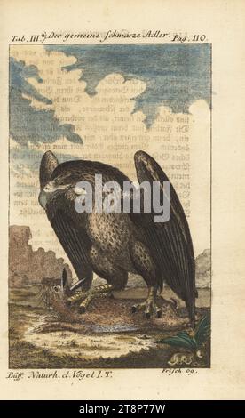 Aigle royal, Aquila chrysaetos, s'attaquant à un lapin. Der gemeine Schwarze Adler, petit aigle noir, Aquila nigra, Aquila melanaetus. Gravure sur cuivre colorée à la main d’après une illustration de Johann Leonhard Frisch tirée de l’édition de Friedrich Heinrich Wilhelm Martini de Naturgeschichte der Vogel, Histoire naturelle des oiseaux, Ben Joachim Pauli, Berlin, 1772. Banque D'Images