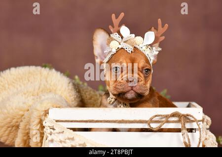 Mignon chiot Bulldog français avec des bois de renne sur fond brun Banque D'Images