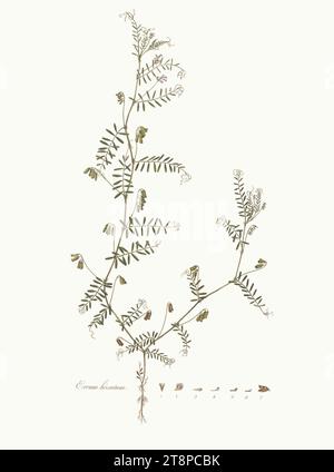 Vicia hirsuta - Flora Londinensis, ou, des plaques et des descriptions de ces plantes qui poussent à l'état sauvage dans les environs de Londres (8282235960) - propre. Banque D'Images