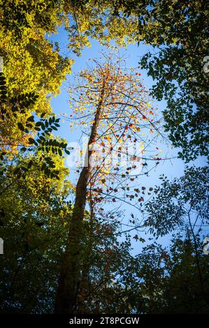 Canopée forestière luxuriante dans les Great Smoky Mountains, Caroline du Nord Banque D'Images