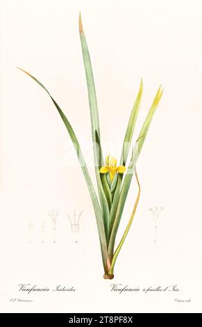 Ancienne illustration du drapeau jaune (Iris pseudacorus). Les liacées, de P. J. redouté. Impr. Didot Jeune, Paris, 1805 - 1816 Banque D'Images