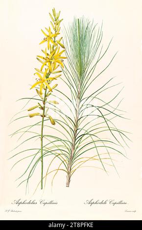 Vieille illustration d'Asphodeline liburnica. Les liacées, de P. J. redouté. Impr. Didot Jeune, Paris, 1805 – 1816 Banque D'Images