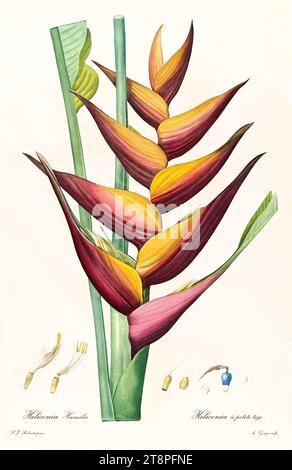 Illustration ancienne de la fleur de bec de perroquet (Heliconia psittacorum). Les liacées, de P. J. redouté. Impr. Didot Jeune, Paris, 1805 - 1816 Banque D'Images