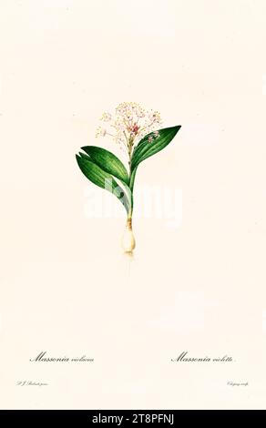 Plante bulbeuse Massonia violacea, gravure colorée à la main, plaque verticale, Paris 1805-1816. Feuilles vertes, grappe de fleurs blanc-rose Banque D'Images