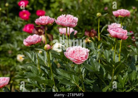 Le saumon gravé rose double pivoine a fleuri en été Banque D'Images