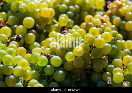 Raisin de vin fraîchement récolté placé dans une boîte près du vignoble, région de Moravie du Sud, République tchèque Banque D'Images