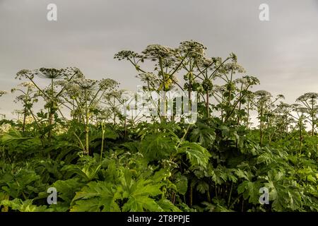 Heracleum sosnowskyi plante envahissante dangereuse de l'heraclingue de Sosnowsky Banque D'Images