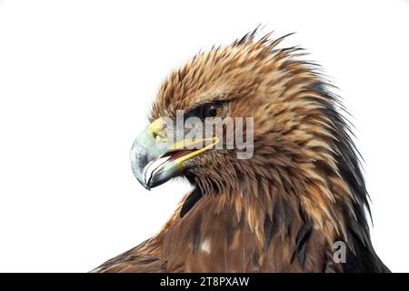 Un portrait de tête en gros plan d'un aigle doré isolé sur un fond blanc Banque D'Images