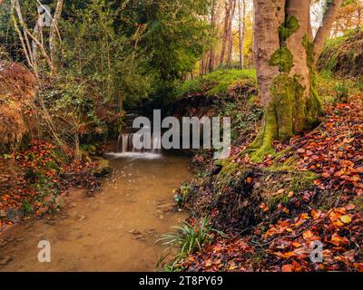 Ruisseaux sinueux et petites chutes d'eau à travers les bois d'automne sur le haut weald dans l'est du Sussex sud-est de l'Angleterre Royaume-Uni Banque D'Images