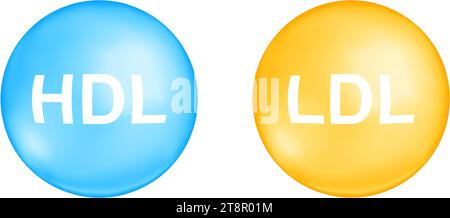 Types de cholestérol HDL et LDL. Bon et mauvais concept de cholestérine. Boules de lipoprotéines de haute et basse densité isolées sur fond blanc. Eléments pour infographie médicale. Illustration vectorielle Illustration de Vecteur