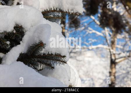 Branches de pin sous la neige le jour de l'hiver. Banque D'Images