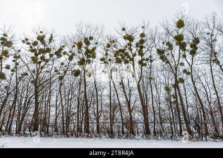 GUI vert sur un arbre. Viscum album est un hémiparasite originaire d'Europe et de certaines régions d'Asie. Banque D'Images