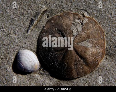 Coquilles de mer le dollar de sable, le terme dollar de sable (ou biscuit de mer ou biscuit de vivaneau en Nouvelle-Zélande, ou coquille de pansy en Afrique du Sud) fait référence à des espèces d'oursins terriers extrêmement aplatis appartenant à l'ordre des Clypeasteroida. Certaines espèces de l'ordre, pas tout à fait aussi plates, sont connues sous le nom de biscuits de mer. Les animaux apparentés comprennent les concombres de mer et les étoiles de mer, Chine Banque D'Images