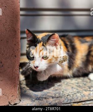 Un adorable chat calico avec des yeux verts curieux Banque D'Images