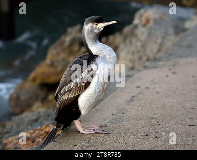 Shag à pois. NZ (Stickocarbo punctatus), pendant la reproduction, le shag tacheté semble royal dans son manteau de plumage à motifs, les bruns et les gris sourds s'écartent du noir et blanc austère de nombreux shags. Il a une double crête généreuse, l'anneau d'oeil est d'un bleu verdâtre, et la chair devant l'oeil est d'un vert émeraude presque fluorescent. De fines plumes blanches pendent de son cou. La plupart de ces caractéristiques sont perdues ou atténuées en dehors de la saison de reproduction. Les oiseaux construisent des nids dans les falaises, de préférence sous des surplombs, en utilisant des herbes, des algues et d'autres végétaux Banque D'Images