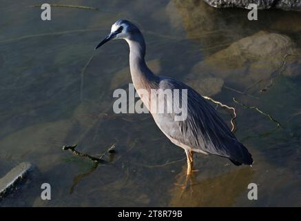 Héron à face blanche, le héron à face blanche est le héron le plus commun de Nouvelle-Zélande, malgré son arrivée relativement récente dans ce pays. C'est un oiseau grand, élégant, bleu-gris que l'on peut voir traquer ses proies dans presque tous les habitats aquatiques, y compris les pâturages humides et les terrains de jeu. Parce qu'il occupe un espace également partagé avec les gens, il est généralement bien habitué à leur présence, et peut permettre une approche rapprochée Banque D'Images