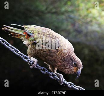 Kea sur une chaîne, nommé par les Maoris pour le son de son appel, le kea (Nestor notabilis) est endémique des Alpes du Sud de la Nouvelle-Zélande et est le seul perroquet de montagne au monde. Ces oiseaux sociables et très intelligents sont bien adaptés à leur environnement rude. Malheureusement, les traits que kea a développés pour la survie, leur curiosité et leur appétit omnivore, ont créé des conflits avec les humains au cours des 150 dernières années. La persécution et la prédation ont considérablement réduit leur nombre et, avec seulement quelques milliers d'oiseaux restants, le kea est une espèce en voie de disparition nationale Banque D'Images