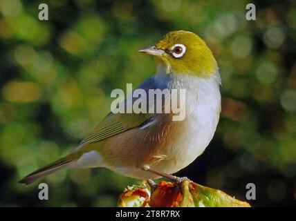 Waxeye ou Silvereye. NZ, le silvereye - également connu sous le nom de Wax-eye, ou parfois œil blanc - est un petit et sympathique oiseau vert olive de la forêt avec des anneaux blancs autour de ses yeux Banque D'Images