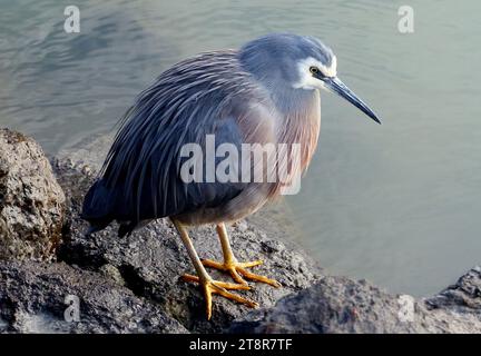 Héron à face blanche, le héron à face blanche est le héron le plus commun de Nouvelle-Zélande, malgré son arrivée relativement récente dans ce pays. C'est un oiseau grand, élégant, bleu-gris que l'on peut voir traquer ses proies dans presque tous les habitats aquatiques, y compris les pâturages humides et les terrains de jeu. Parce qu'il occupe un espace également partagé avec les gens, il est généralement bien habitué à leur présence, et peut permettre une approche rapprochée Banque D'Images