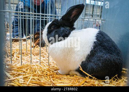 Lapin noir néerlandais à l'exposition nationale des animaux d'élevage élevage élevage 2023 à Lysa nad Labem, région de Bohême centrale, République tchèque, Nove Banque D'Images