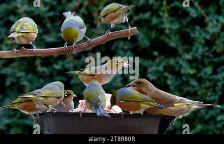 Waxeyes à la mangeoire, le silvereye – également connu sous le nom de Wax-eye, ou parfois œil blanc – est un petit et sympathique oiseau vert olive de la forêt avec des anneaux blancs autour de ses yeux Banque D'Images