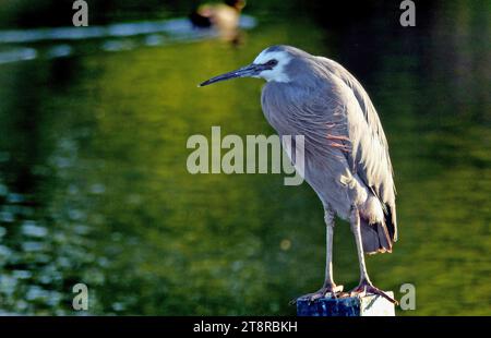 Héron à visage blanc. NZ, le héron à face blanche est le héron le plus commun de Nouvelle-Zélande, bien qu'il soit une arrivée relativement récente dans ce pays. C'est un oiseau grand, élégant, bleu-gris que l'on peut voir traquer ses proies dans presque tous les habitats aquatiques, y compris les pâturages humides et les terrains de jeu. Parce qu'il occupe un espace également partagé avec les gens, il est généralement bien habitué à leur présence, et peut permettre une approche rapprochée Banque D'Images