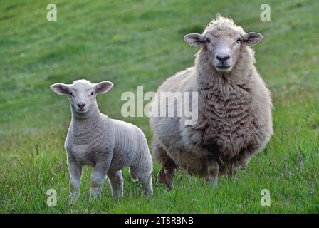 Ne regardez pas..seulement les chiens de moutons regardent., il y a plus de 1 milliards de moutons dans le monde Banque D'Images