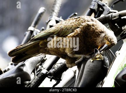 Le Kea faisant des dégâts, le kea est un perroquet inhabituel. C'est le seul perroquet véritablement alpin au monde, et il a acquis une notoriété parmi les fermiers colons pour les attaques contre leurs moutons. Curieusement curieux, kea sont attirés par les gens partout où ils entrent dans son domaine de montagne, et sont une caractéristique des champs de ski de South Island et des cabanes de montagne. Leur attirance pour les gens et leurs accessoires est une épée à deux tranchants, offrant à la fois de nouvelles menaces et de nouvelles opportunités Banque D'Images