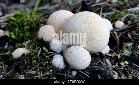 Lycoperdon pyriforme, (boule de neige en forme de poire), Lycoperdon pyriforme, communément connu sous le nom de boule de neige en forme de poire ou boule de neige, est un champignon saprobique présent dans une grande partie du monde Banque D'Images