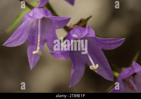 Harebell à feuilles larges (Campanula rhomboidalis), bellflower à feuilles rhomboïdes, fleurissent dans les montagnes Banque D'Images