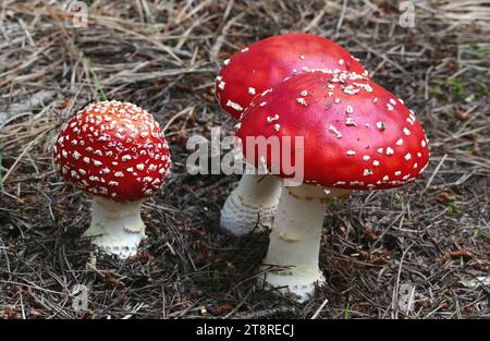 L'agaric mouche, Amanita muscaria, communément connu sous le nom d'agaric mouche ou amanita mouche, est un champignon basidiomycète, l'un des nombreux du genre Amanita. C'est aussi un champignon muscimol. Originaire des régions tempérées et boréales de l'hémisphère Nord, Amanita muscaria a été introduite involontairement dans de nombreux pays de l'hémisphère Sud, généralement en symbiote avec des plantations de pins et de bouleaux, et est maintenant une véritable espèce cosmopolite. Il s'associe à divers arbres à feuilles caduques et conifères Banque D'Images