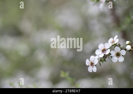 Fleur de Manuka sur la droite de la photo avec grand espace de copie Banque D'Images