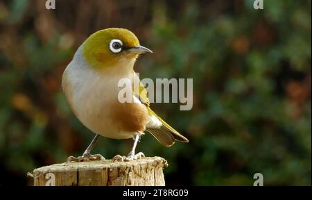 Wax ou oeil argenté (Zosterops lateralis), l'oeil argenté (Zosterops lateralis) est un très petit oiseau passine omnivore du sud-ouest du pacifique. En Australie et en Nouvelle-Zélande, son nom commun est parfois raccourci en yeux blancs, mais ce nom est plus couramment utilisé pour désigner tous les membres du genre Zosterops, ou le Banque D'Images