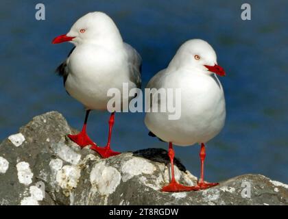 Goélands à bec rouge.(Larus novaehollandiae), goélands à bec rouge Banque D'Images