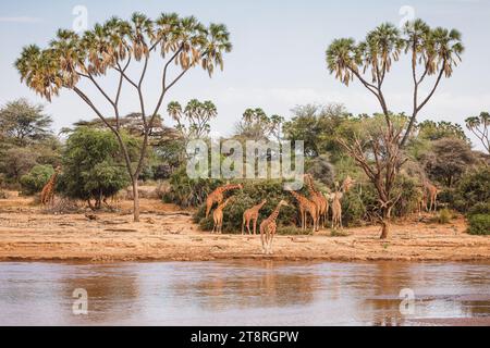 Animaux sauvages - girafes réticulées - Réserve nationale de Samburu, Nord du Kenya Banque D'Images