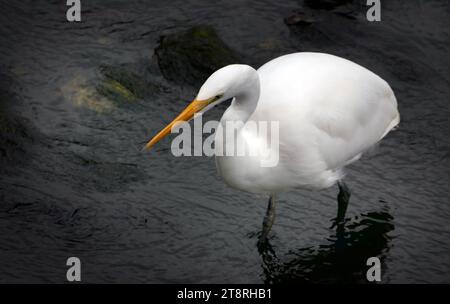 Héron blanc,( Egretta alba modesta),NZ, Un grand héron blanc avec un long bec jaune, de longues pattes sombres et un cou très long. Lors de la reproduction, le bec devient gris-noir et de longs panaches filamenteux se développent, principalement sur le dos. En vol, le héron blanc recule ses têtes dans ses épaules de sorte que la longueur de son cou est cachée, lui donnant un aspect ronflé. En marchant, le héron blanc a une position droite élégante montrant la longueur extrême de son cou. Au repos, il est plus rongé avec sa tête rentrée, ce qui rend les oiseaux plus encombrants. Banque D'Images