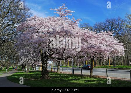 Cerise Yoshino, Prunus x yedoensis Awanui Hybrid Yoshino Cerise Banque D'Images