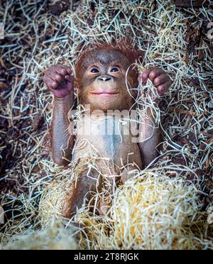 Le bébé orang-outan avec un sourire sur son visage et de minuscules poings serrés BLACKPOOL ZOO, ANGLETERRE LES IMAGES LES PLUS MIGNONNES d'un bébé orang-outan de six mois souriant Banque D'Images