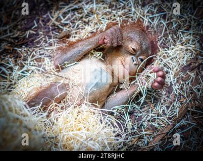 Le bébé se réveille souriant BLACKPOOL ZOO, ANGLETERRE LES IMAGES LES PLUS MIGNONNES d'un bébé orang-outan de six mois souriant dans son sommeil ont été capturées. Images Banque D'Images