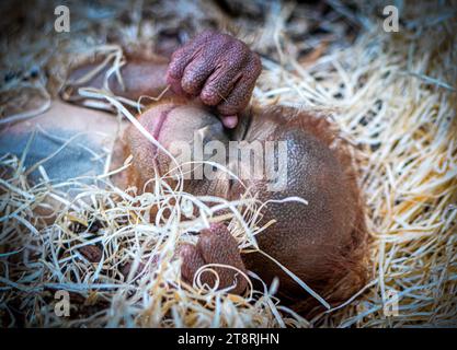 Le bébé orang-outan frottant ses yeux BLACKPOOL ZOO, ANGLETERRE LES IMAGES LES PLUS MIGNONNES d'un bébé orang-outan de six mois souriant dans son sommeil ont été capturées Banque D'Images