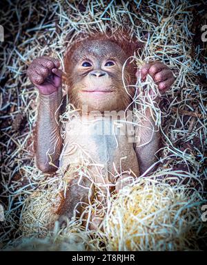 The Happy Awake baby BLACKPOOL ZOO, ANGLETERRE LES IMAGES LES PLUS MIGNONNES d'un bébé orang-outan de six mois souriant dans son sommeil ont été capturées. Images de Banque D'Images