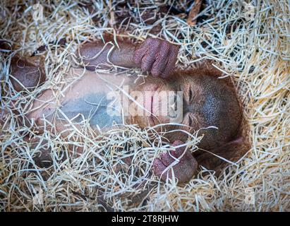 L'orang-outan à mi-chemin entre endormi et éveillé BLACKPOOL ZOO, ANGLETERRE LES IMAGES LES PLUS MIGNONNES d'un bébé orang-outan de six mois souriant dans son sommeil ont b Banque D'Images