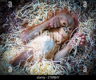 L'orang-outan bornéen âgé de six mois est une naissance vitale BLACKPOOL ZOO, ANGLETERRE LES IMAGES LES PLUS MIGNONNES d'un bébé orang-outan de six mois souriant dans son sommeil h Banque D'Images