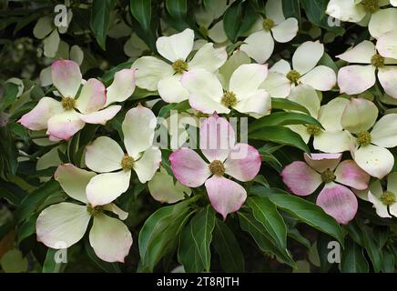 Cornus florida (cornouilles à fleurs) est une espèce de plante à fleurs de la famille des Cornaceae originaire de l'est de l'Amérique du Nord et du nord du Mexique. Une population endémique s'étendait autrefois de la côte sud du Maine au sud jusqu'au nord de la Floride et à l'ouest jusqu'au fleuve Mississippi Banque D'Images