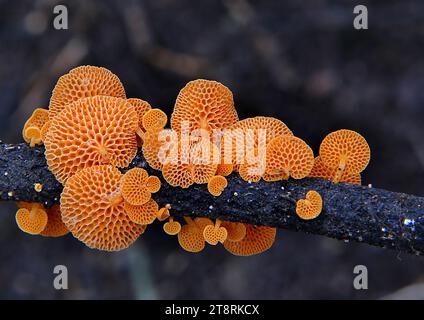 Favolaschia calocera - champignon de pore orange, Favolaschia calocera, communément connu sous le nom de champignon de pore orange, est une espèce de champignon dans la famille des Mycenaceae.d'abord observé à Madagascar, il s'est récemment propagé dans le monde entier et est maintenant connu de Nouvelle-Zélande, Italie, Australie, Hawaï, Thaïlande, Chine, Kenya, Île Norfolk et Île de la Réunion. F. calocera est un champignon saprotrophique habitant le bois. Il se présente comme un éventail à tiges orange vif, de 5 mm à 30 mm de diamètre, avec des pores proéminents sur la face inférieure Banque D'Images