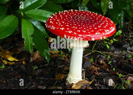 Amanita muscaria. (Agaric de mouche), Amanita muscaria, communément appelé agaric de mouche ou amanita de mouche, est un champignon et un champignon basidiomycète psychoactif, l'un des nombreux du genre Amanita Banque D'Images